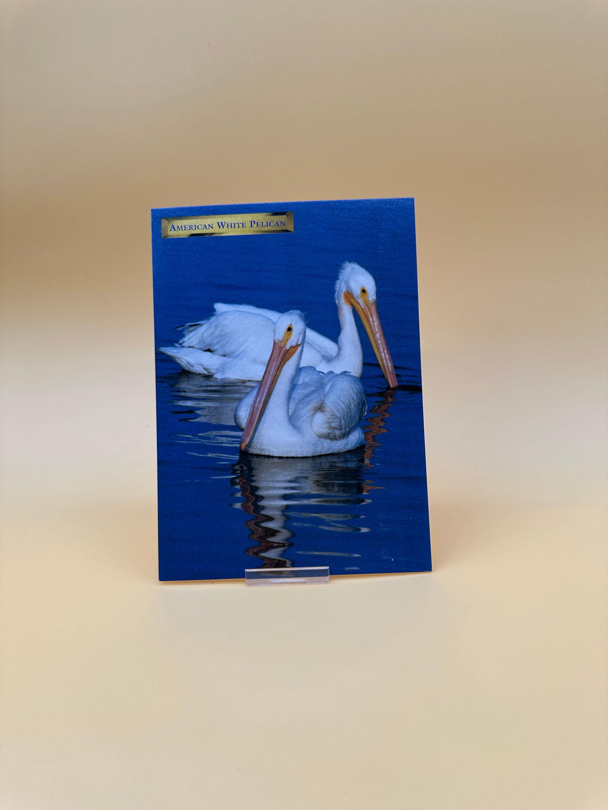 Pelican Post Card Bundle – Set of 4 Coastal Prints