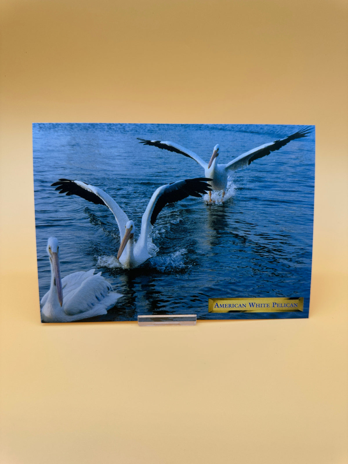 Pelican Post Card Bundle – Set of 4 Coastal Prints