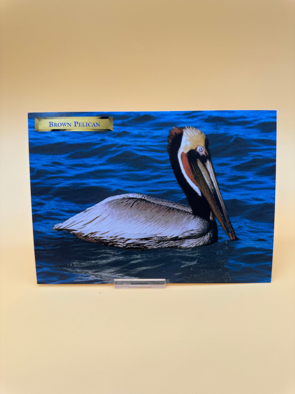 Pelican Post Card Bundle – Set of 4 Coastal Prints
