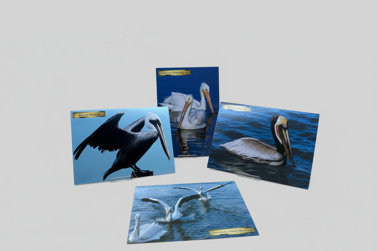 Pelican Post Card Bundle – Set of 4 Coastal Prints