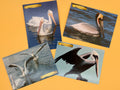 Pelican Post Card Bundle – Set of 4 Coastal Prints