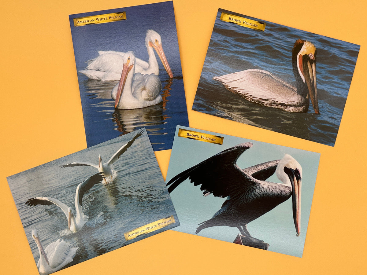 Pelican Post Card Bundle – Set of 4 Coastal Prints