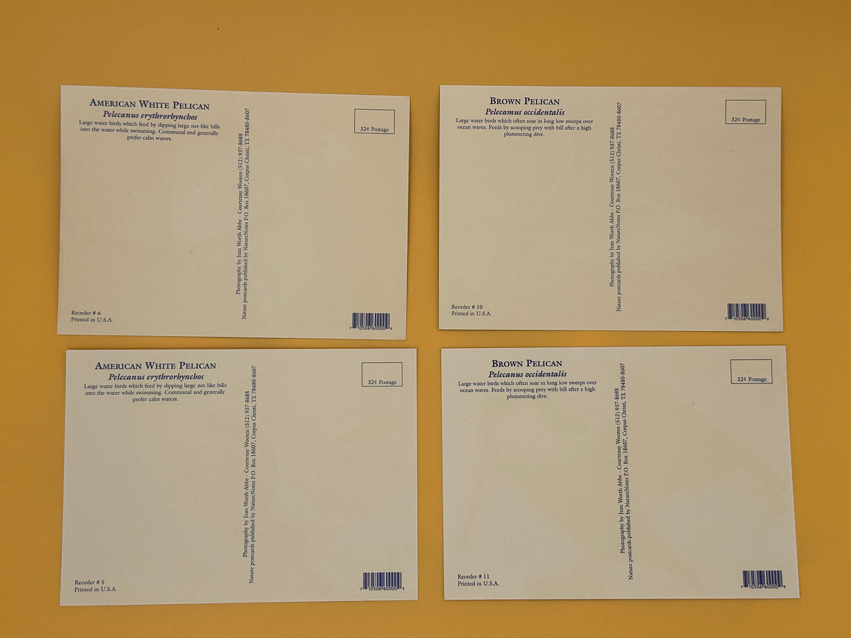Pelican Post Card Bundle – Set of 4 Coastal Prints