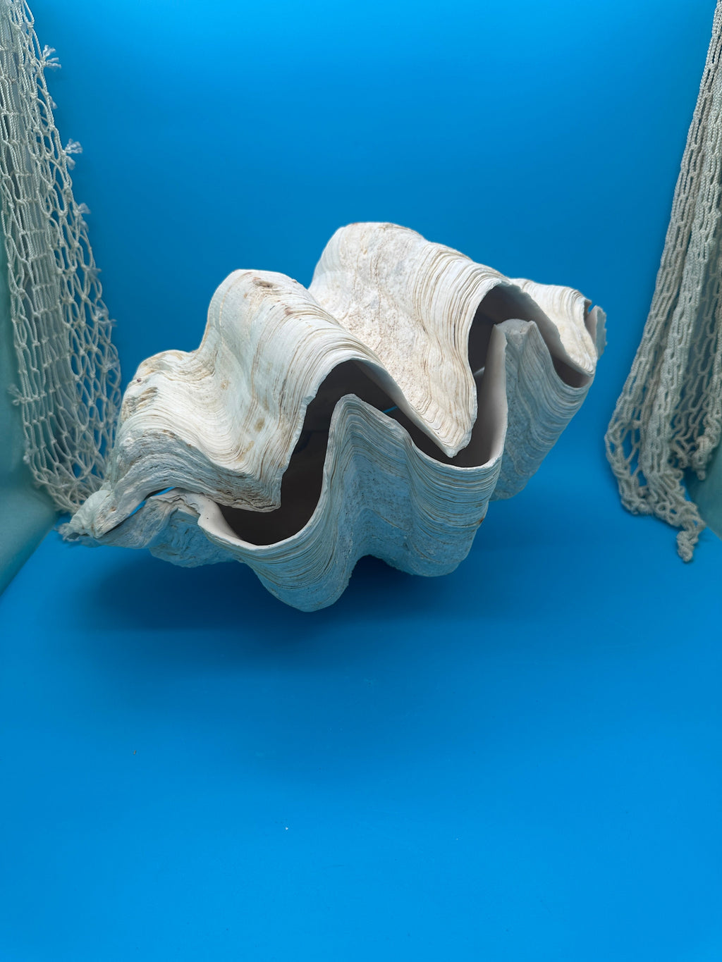 Giant Clam Pair Display Shell – 16.5" x 11" – Tridacna gigas