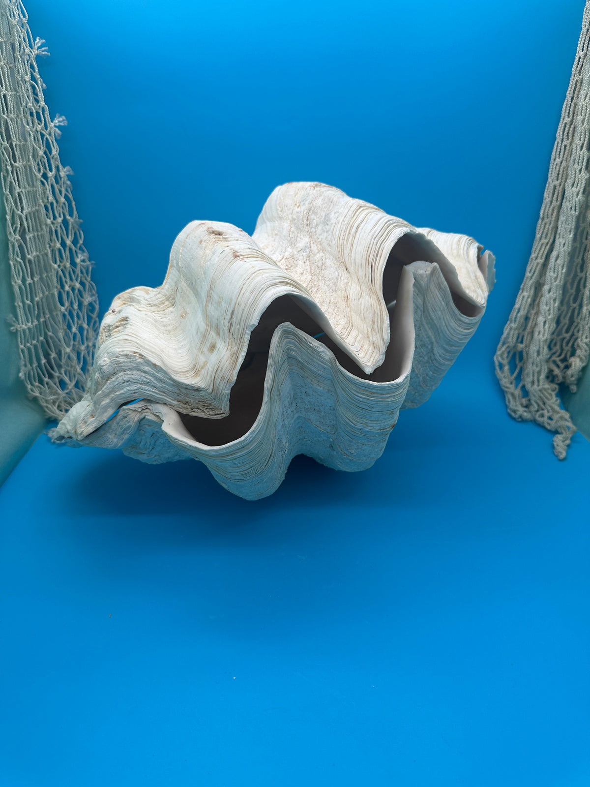 Giant Clam Pair Display Shell – 16.5" x 11" – Tridacna gigas