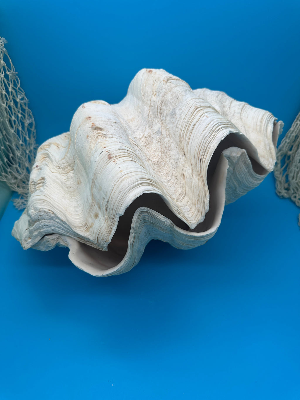 Giant Clam Pair Display Shell – 16.5" x 11" – Tridacna gigas