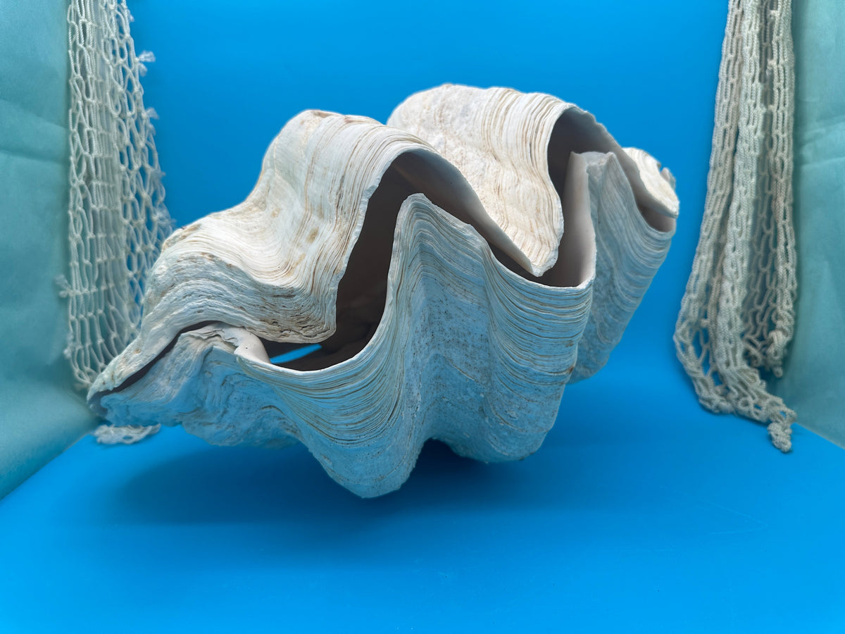 Giant Clam Pair Display Shell – 16.5" x 11" – Tridacna gigas