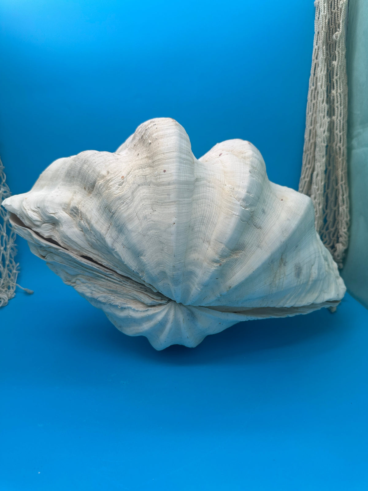 Giant Clam Pair Display Shell – 16.5" x 11" – Tridacna gigas