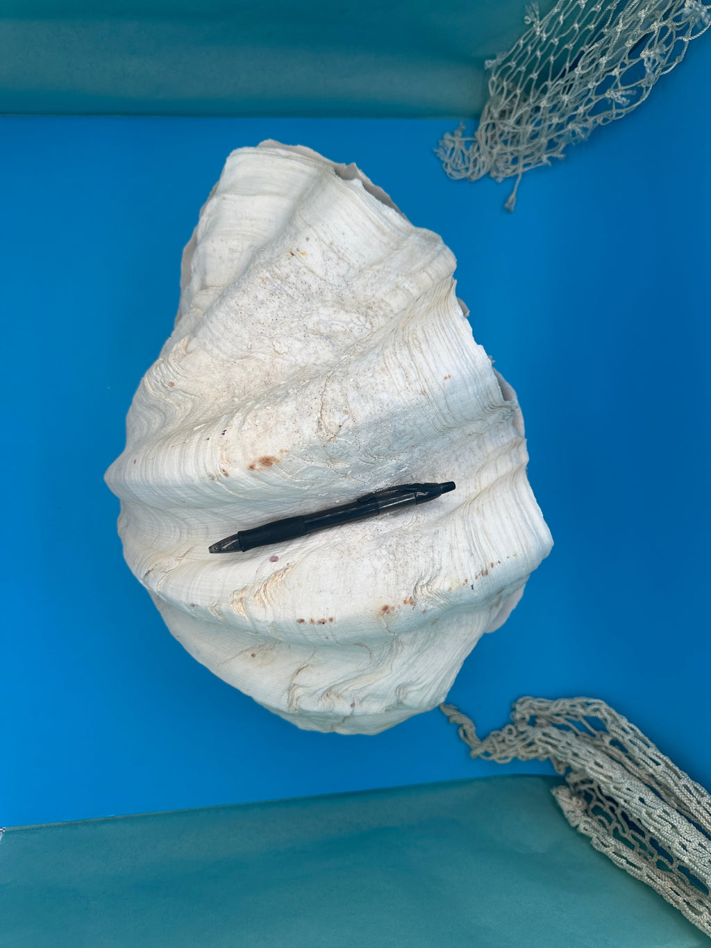Giant Clam Pair Display Shell – 16.5" x 11" – Tridacna gigas