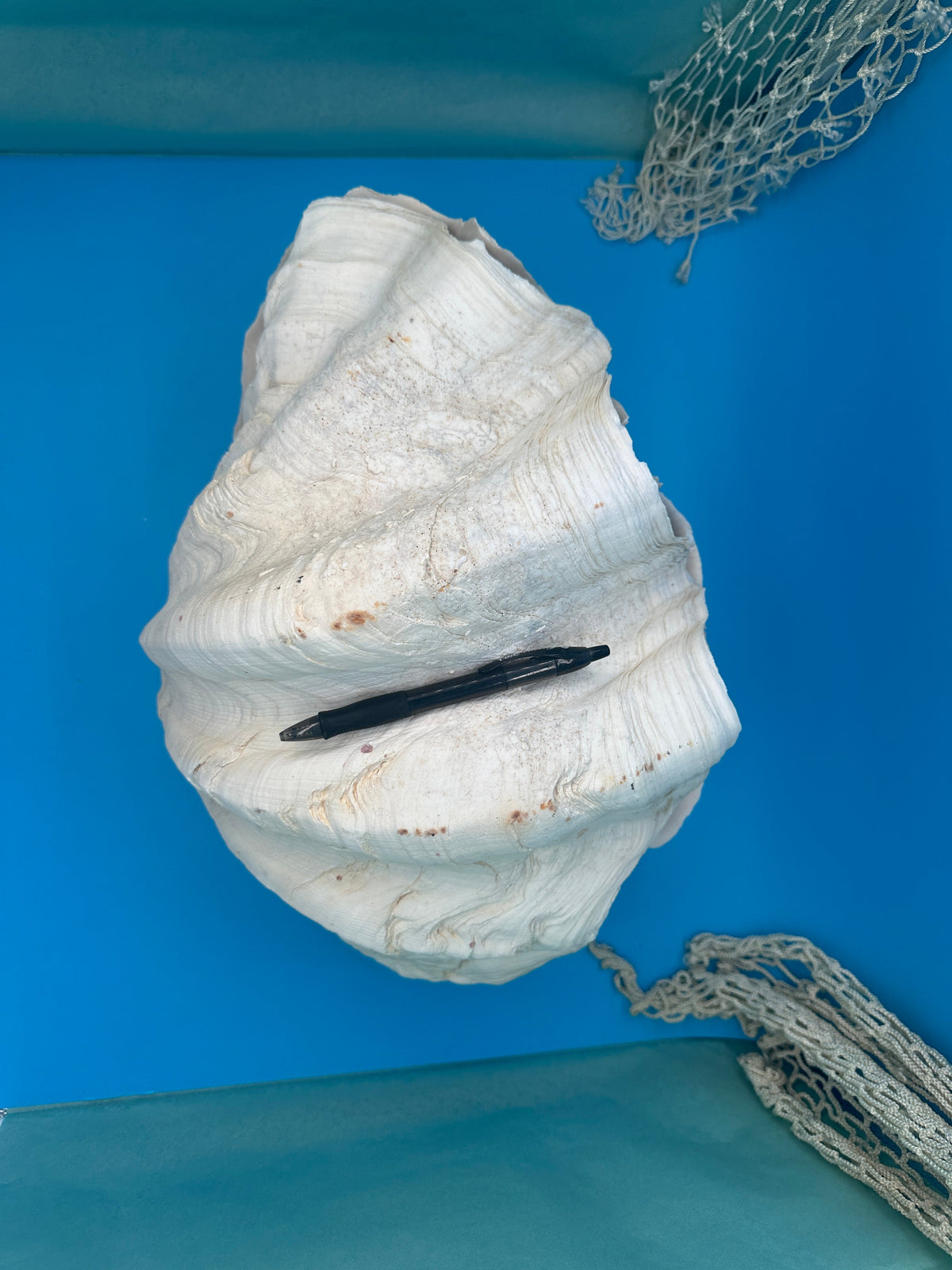 Giant Clam Pair Display Shell – 16.5" x 11" – Tridacna gigas