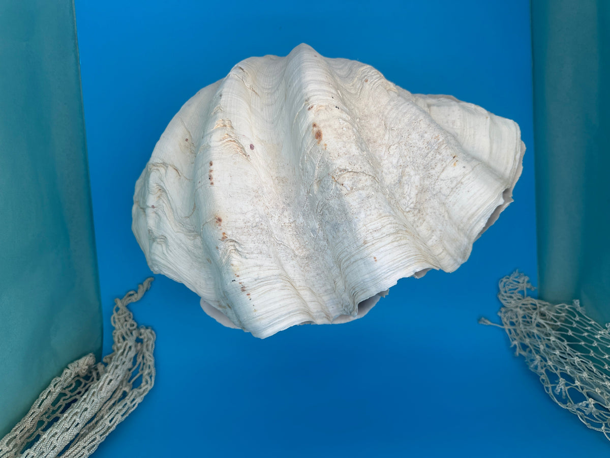 Giant Clam Pair Display Shell – 16.5" x 11" – Tridacna gigas