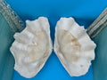 Giant Clam Pair Display Shell – 16.5" x 11" – Tridacna gigas