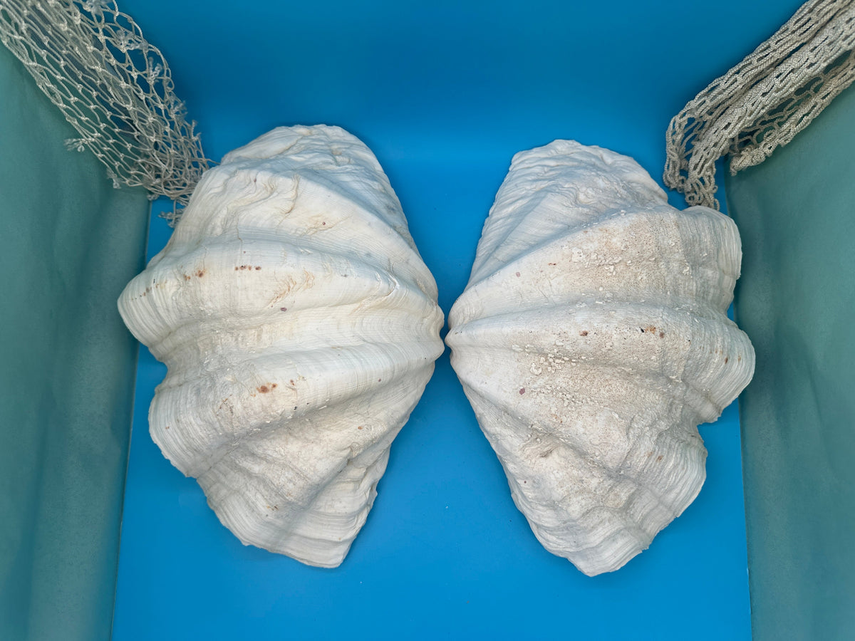 Giant Clam Pair Display Shell – 16.5" x 11" – Tridacna gigas