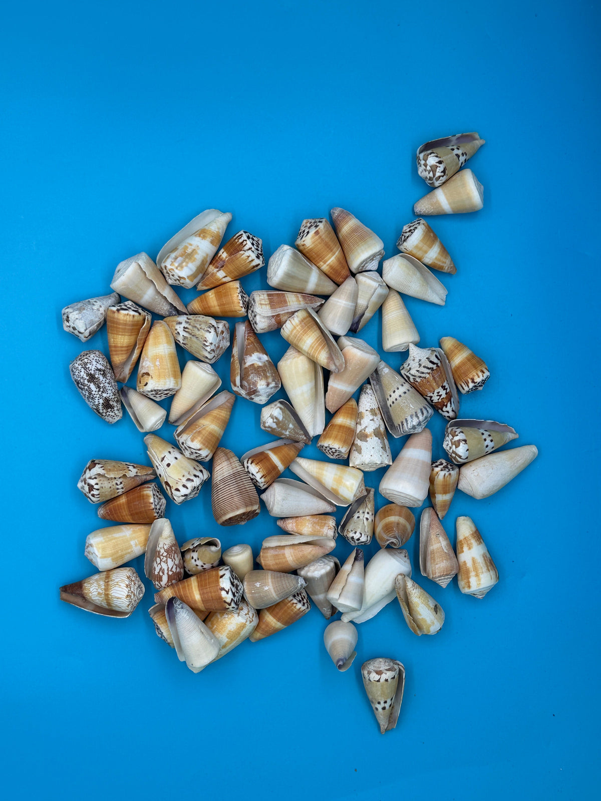 Bulk Cone Shell Mix – Approx. 35 Shells per lb for Crafting & DIY Projects