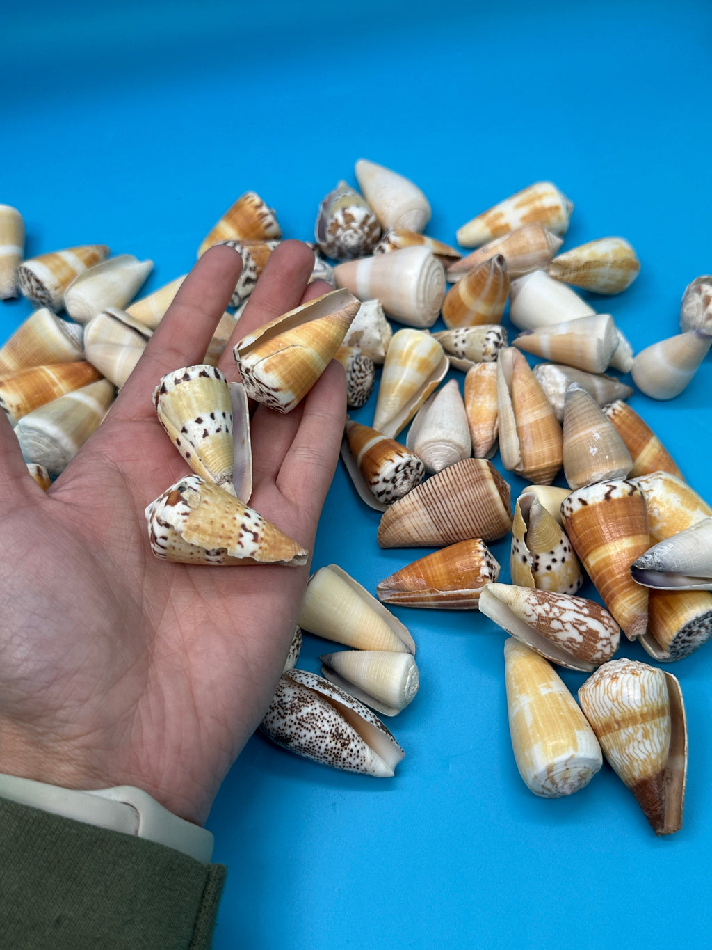 Bulk Cone Shell Mix – Approx. 35 Shells per lb for Crafting & DIY Projects