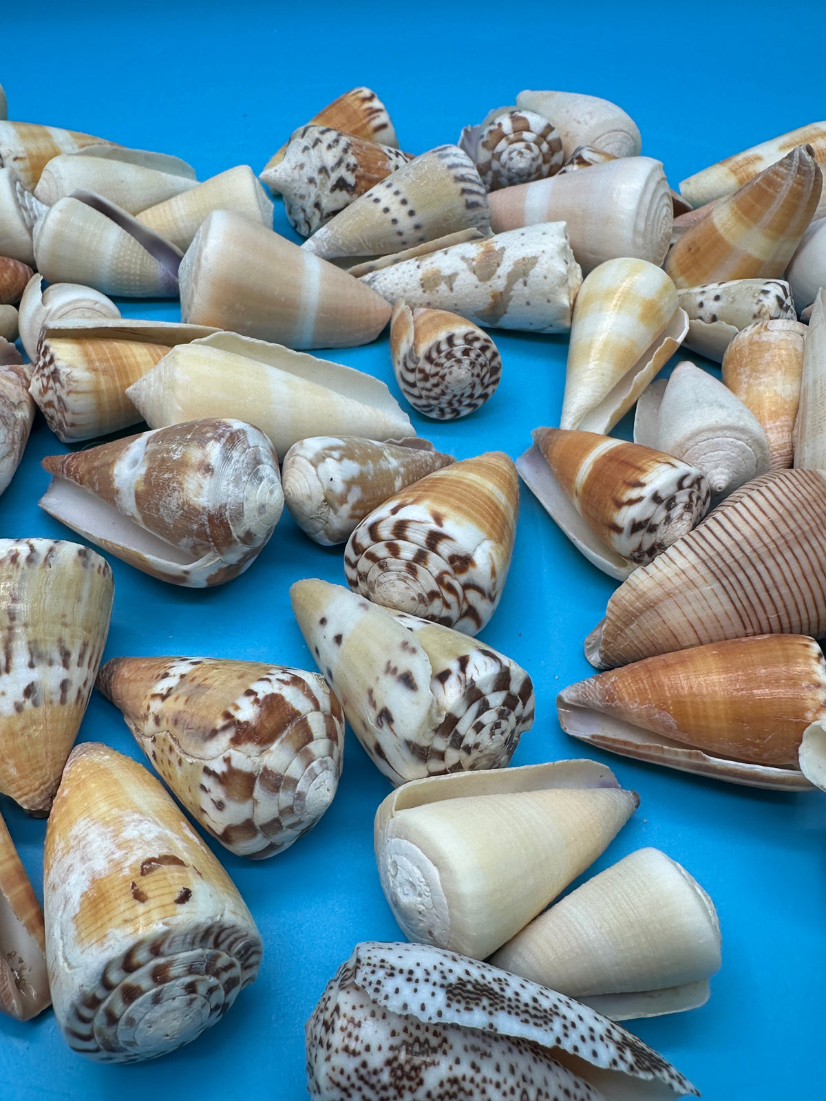 Bulk Cone Shell Mix – Approx. 35 Shells per lb for Crafting & DIY Projects
