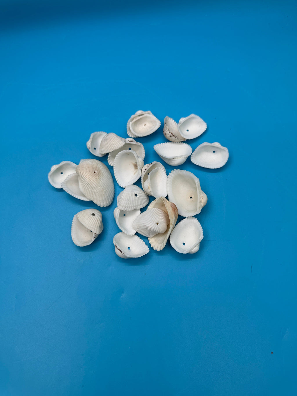 Drilled White Cockle Shells – 25 Piece Set (1–2")