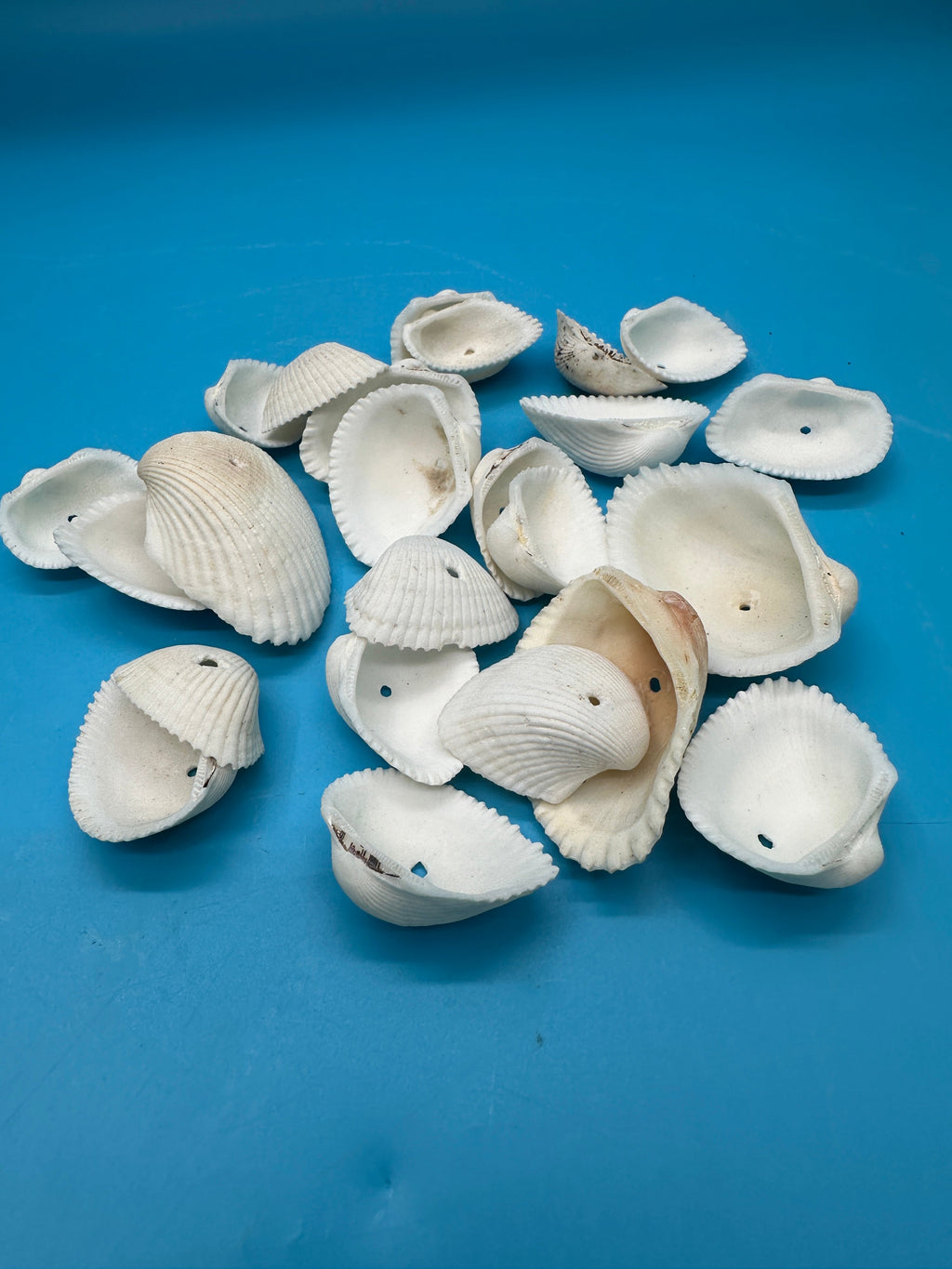 Drilled White Cockle Shells – 25 Piece Set (1–2")