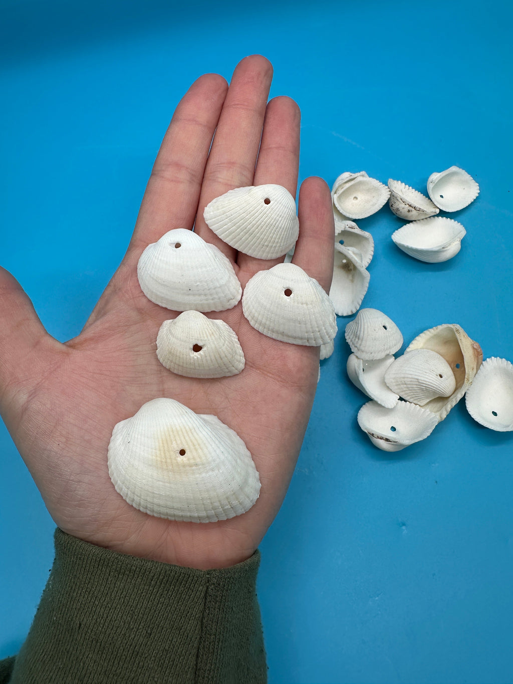 Drilled White Cockle Shells – 25 Piece Set (1–2")