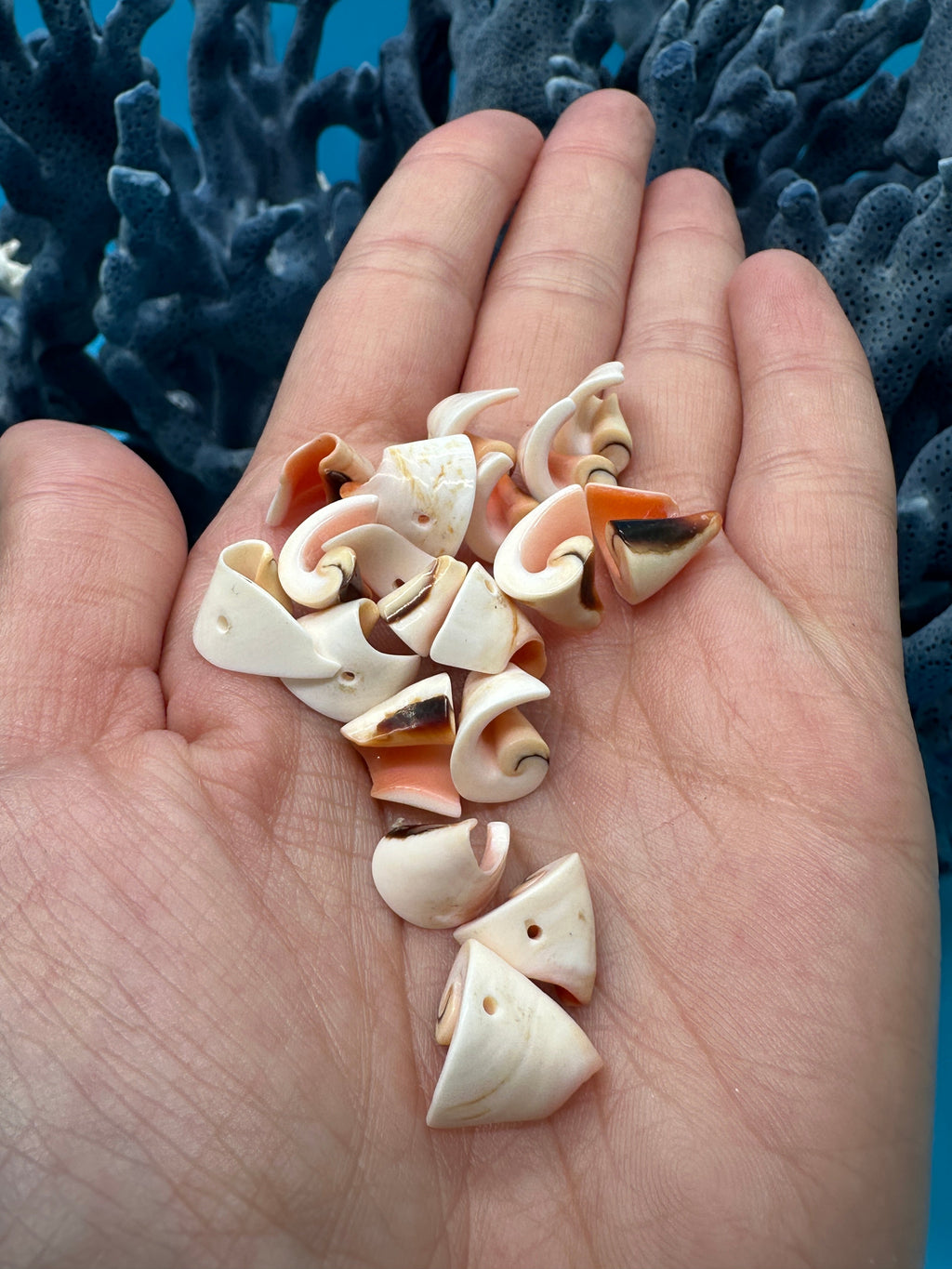Seashell Beads - Craft Shells for DIY Projects, Jewelry & Decor
