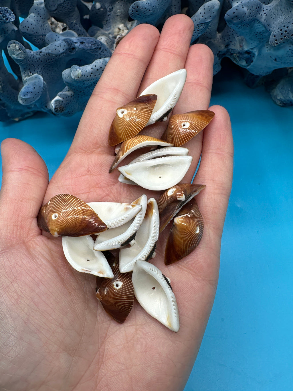 Seashell Beads - Craft Shells for DIY Projects, Jewelry & Decor
