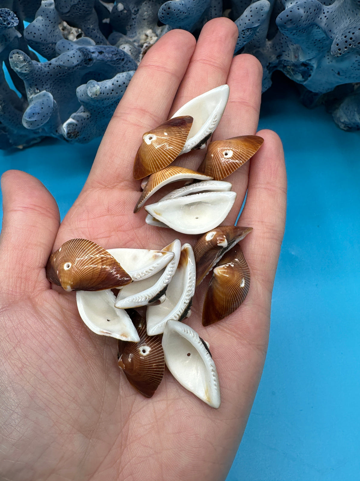 Seashell Beads - Craft Shells for DIY Projects, Jewelry & Decor
