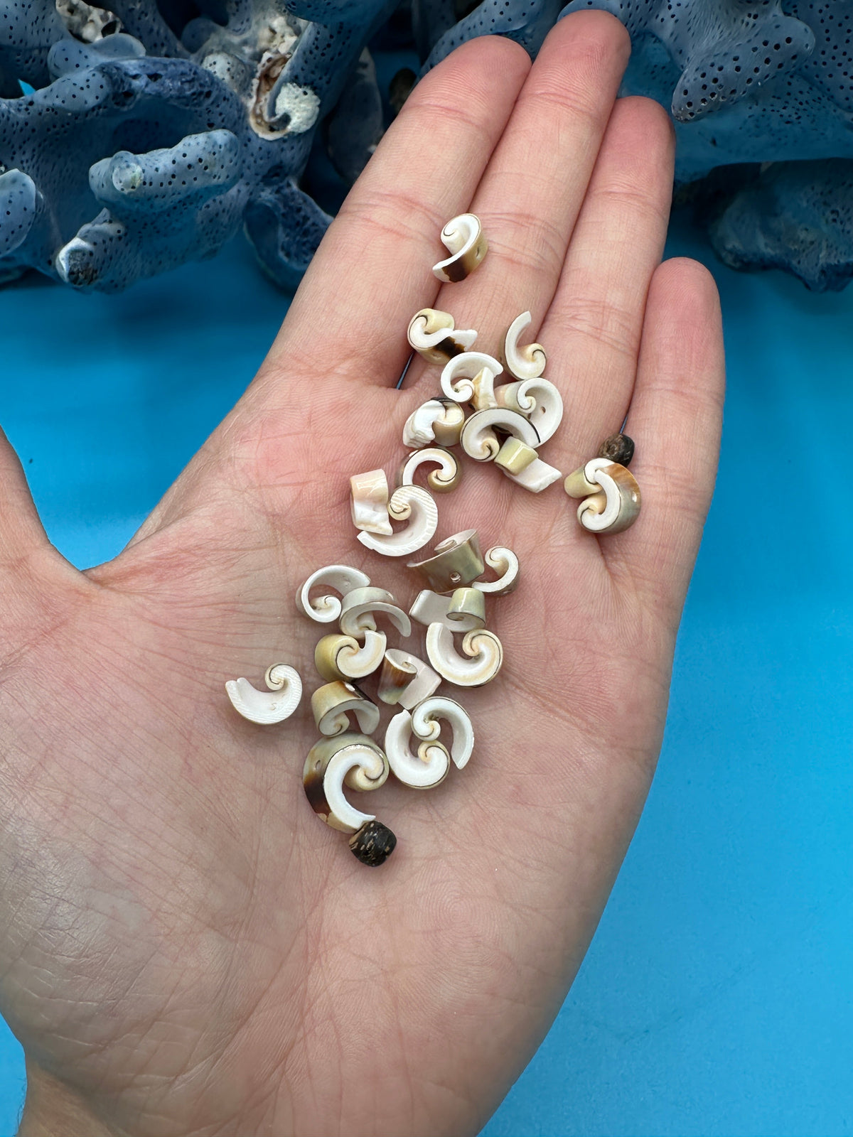 Seashell Beads - Craft Shells for DIY Projects, Jewelry & Decor