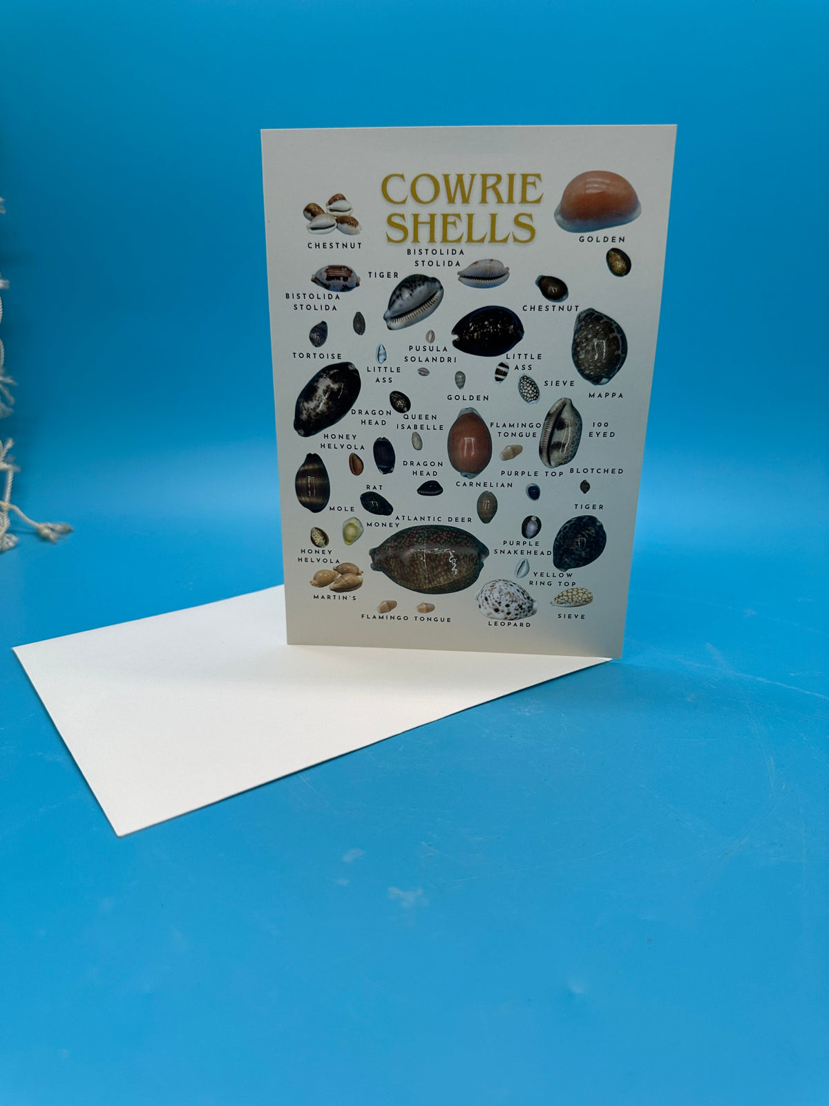 Cowrie Shells Poster and Greeting Cards