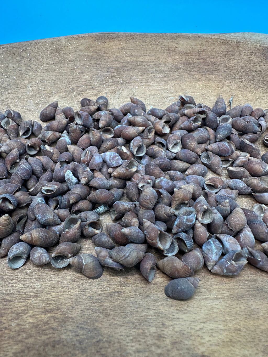 Bulk Small Brown Mud Snail Craft Shells – 1 oz or 4 oz DIY