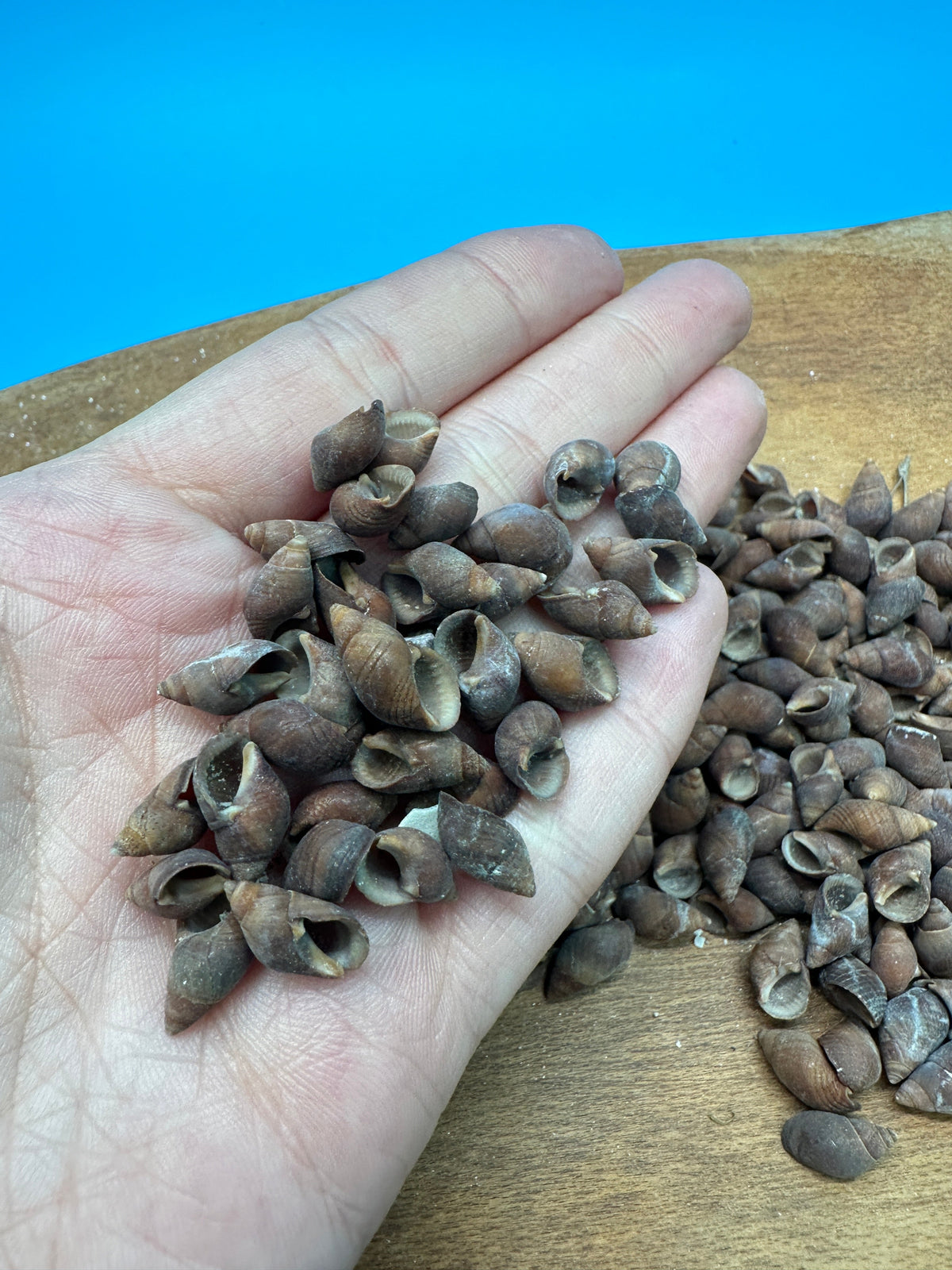 Bulk Small Brown Mud Snail Craft Shells – 1 oz or 4 oz DIY
