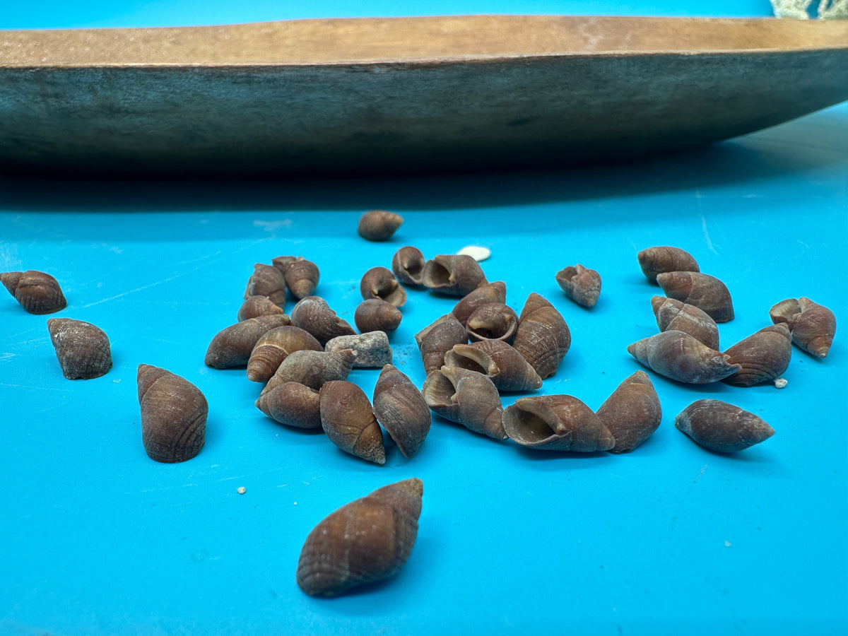 Bulk Small Brown Mud Snail Craft Shells – 1 oz or 4 oz DIY