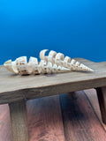 Spiral Cut Marlin Spike Shell – 5-7"