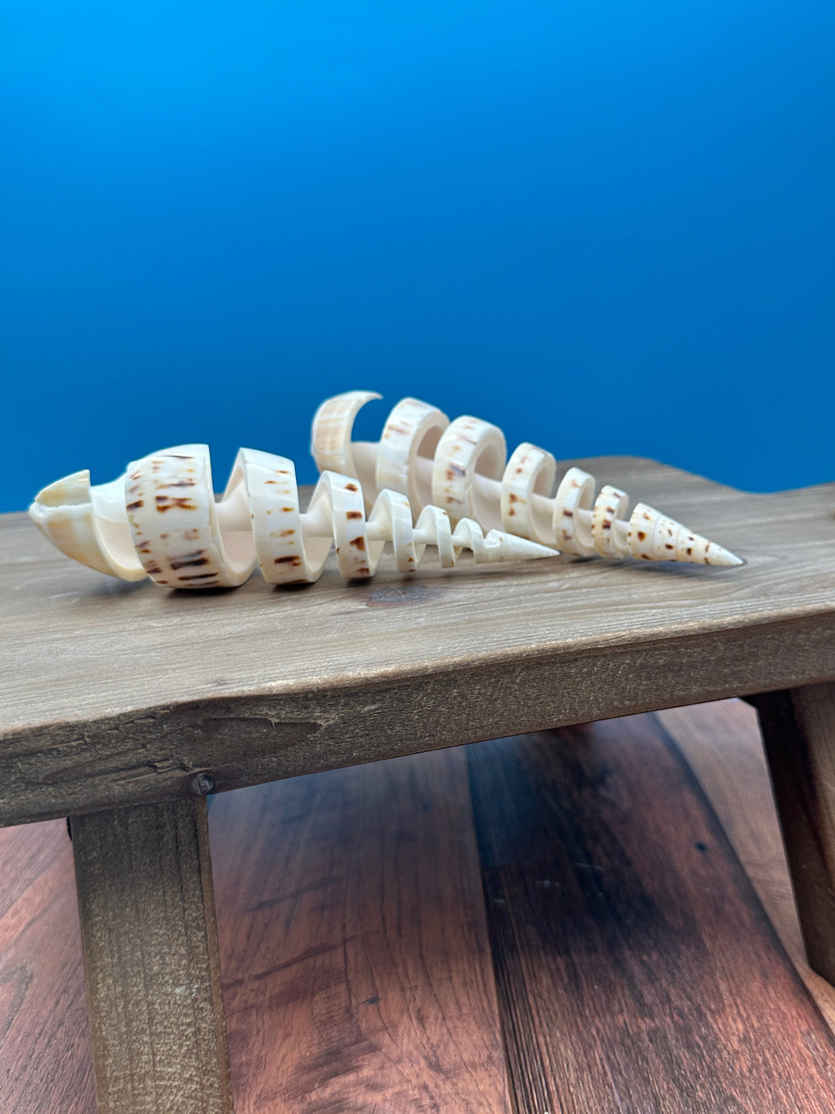 Spiral Cut Marlin Spike Shell – 5-7"