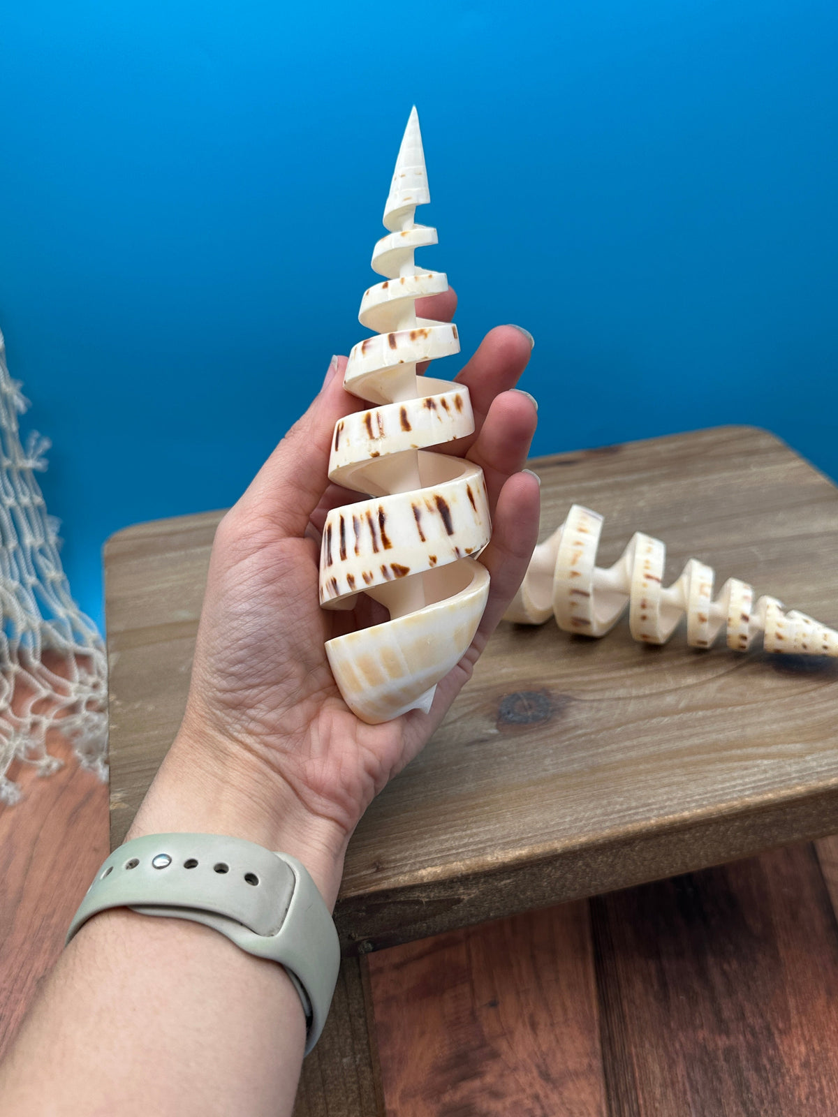 Spiral Cut Marlin Spike Shell – 5-7"
