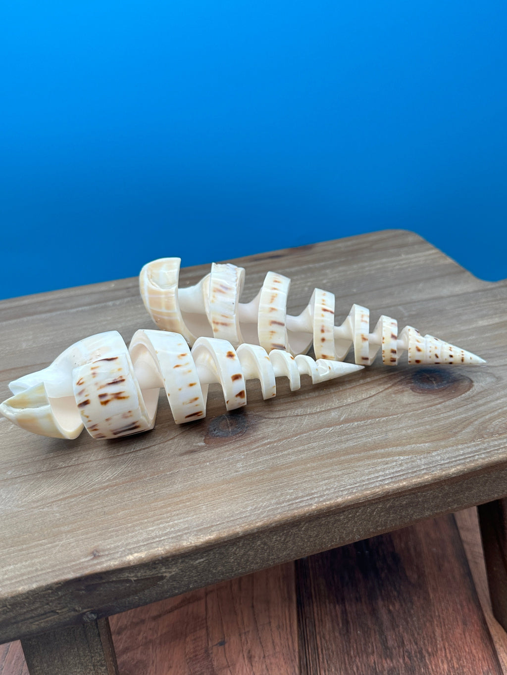 Spiral Cut Marlin Spike Shell – 5-7"