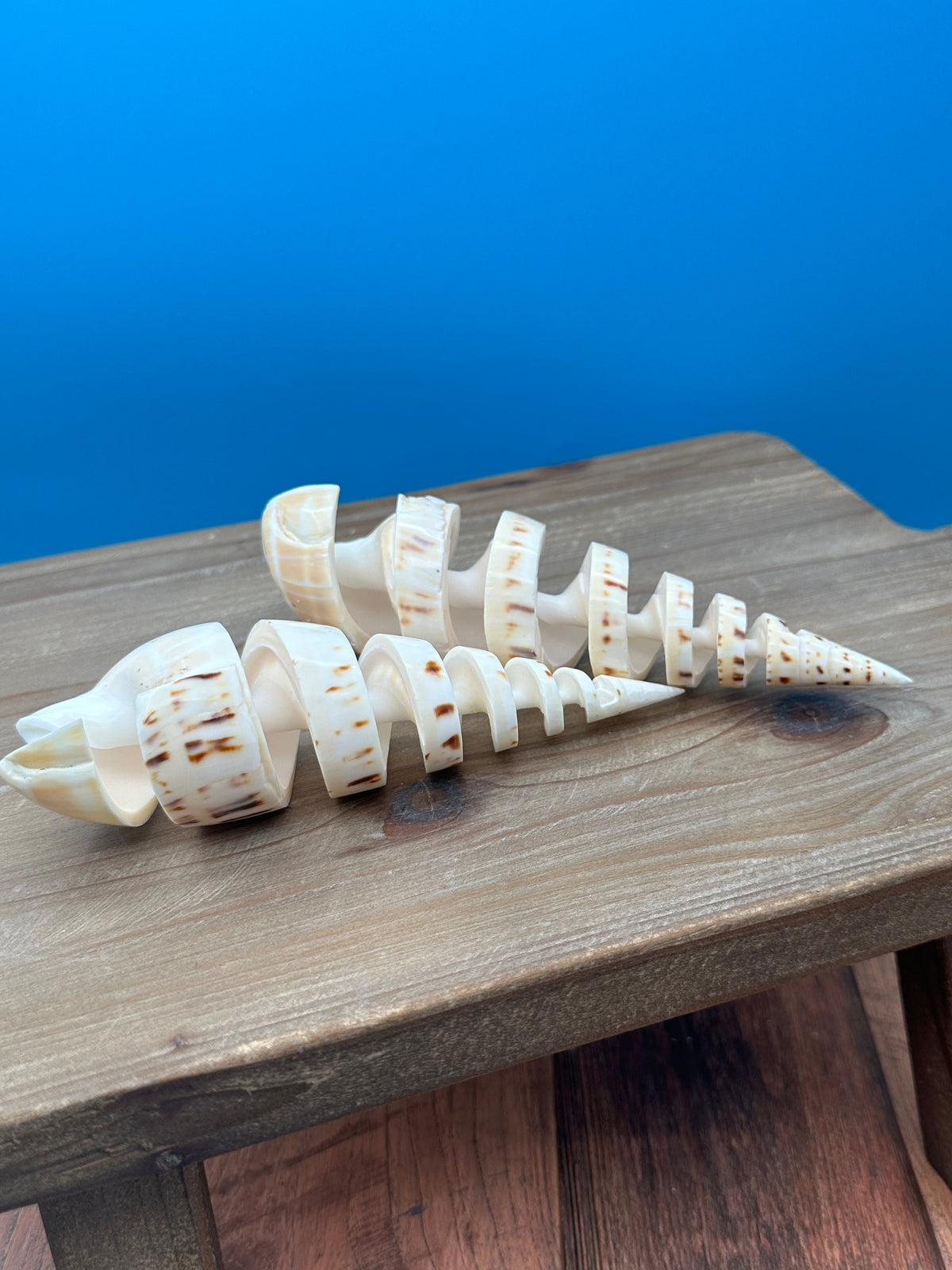 Spiral Cut Marlin Spike Shell – 5-7"
