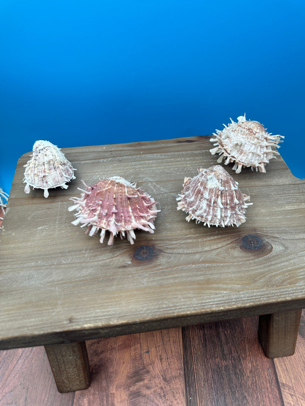 Mystery Pick Spondylus Shells 2-3"