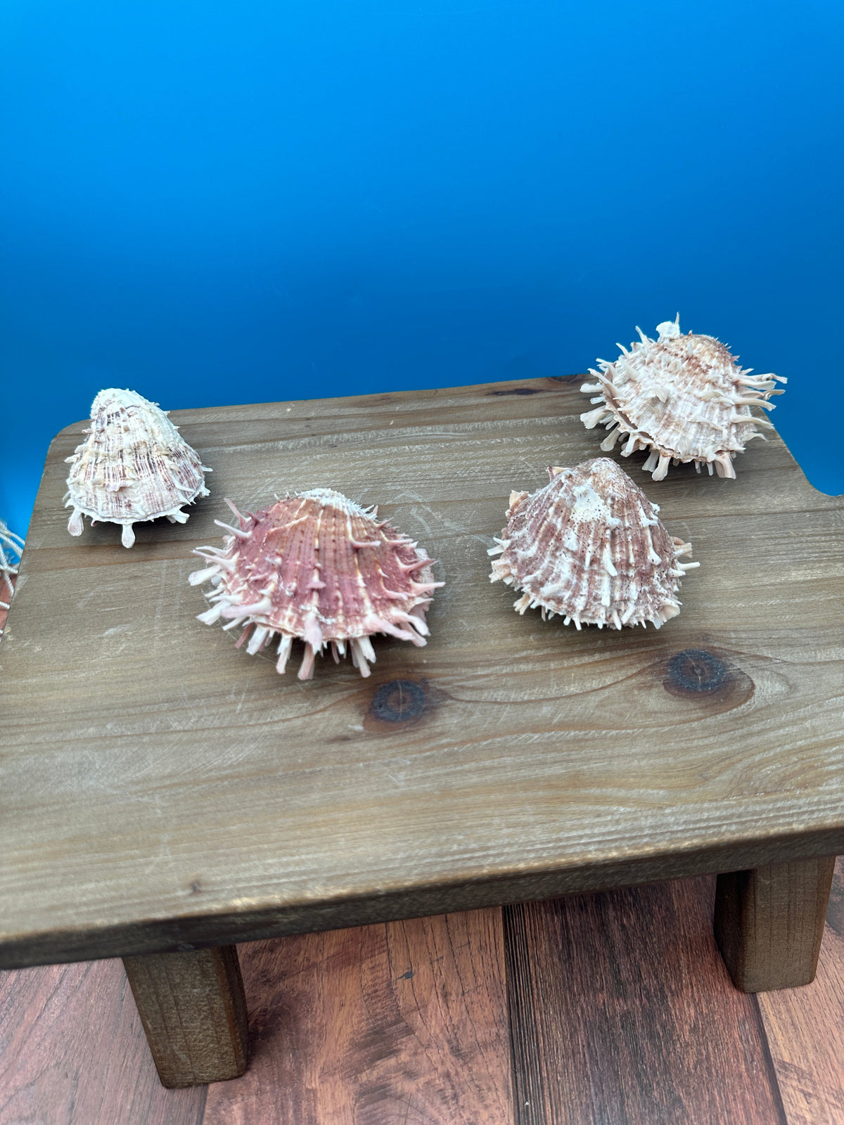 Mystery Pick Spondylus Shells 2-3"