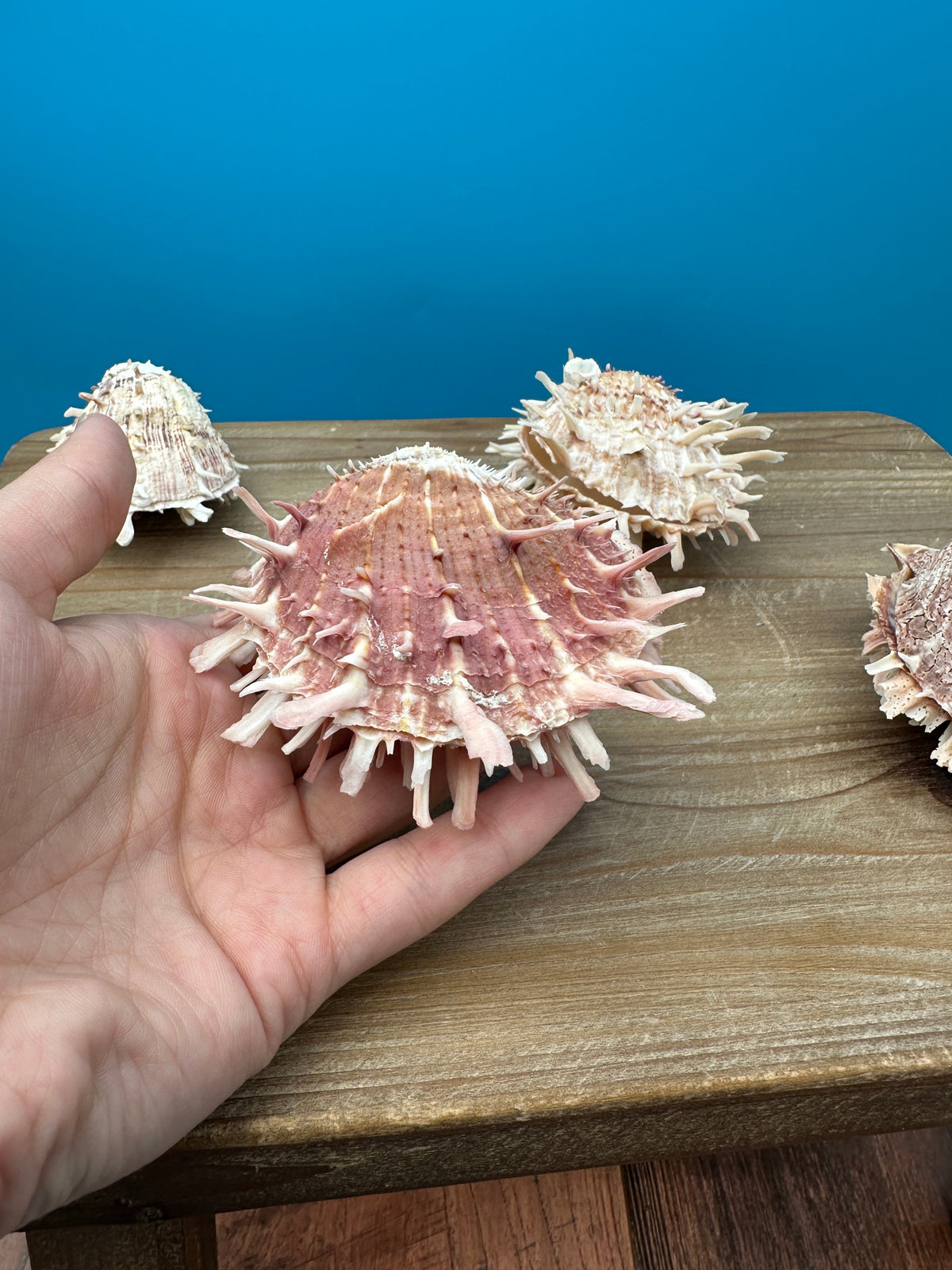 Mystery Pick Spondylus Shells 2-3"