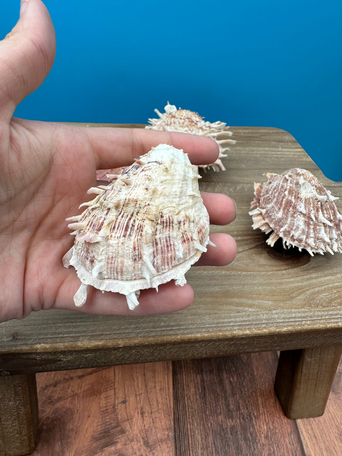 Mystery Pick Spondylus Shells 2-3"