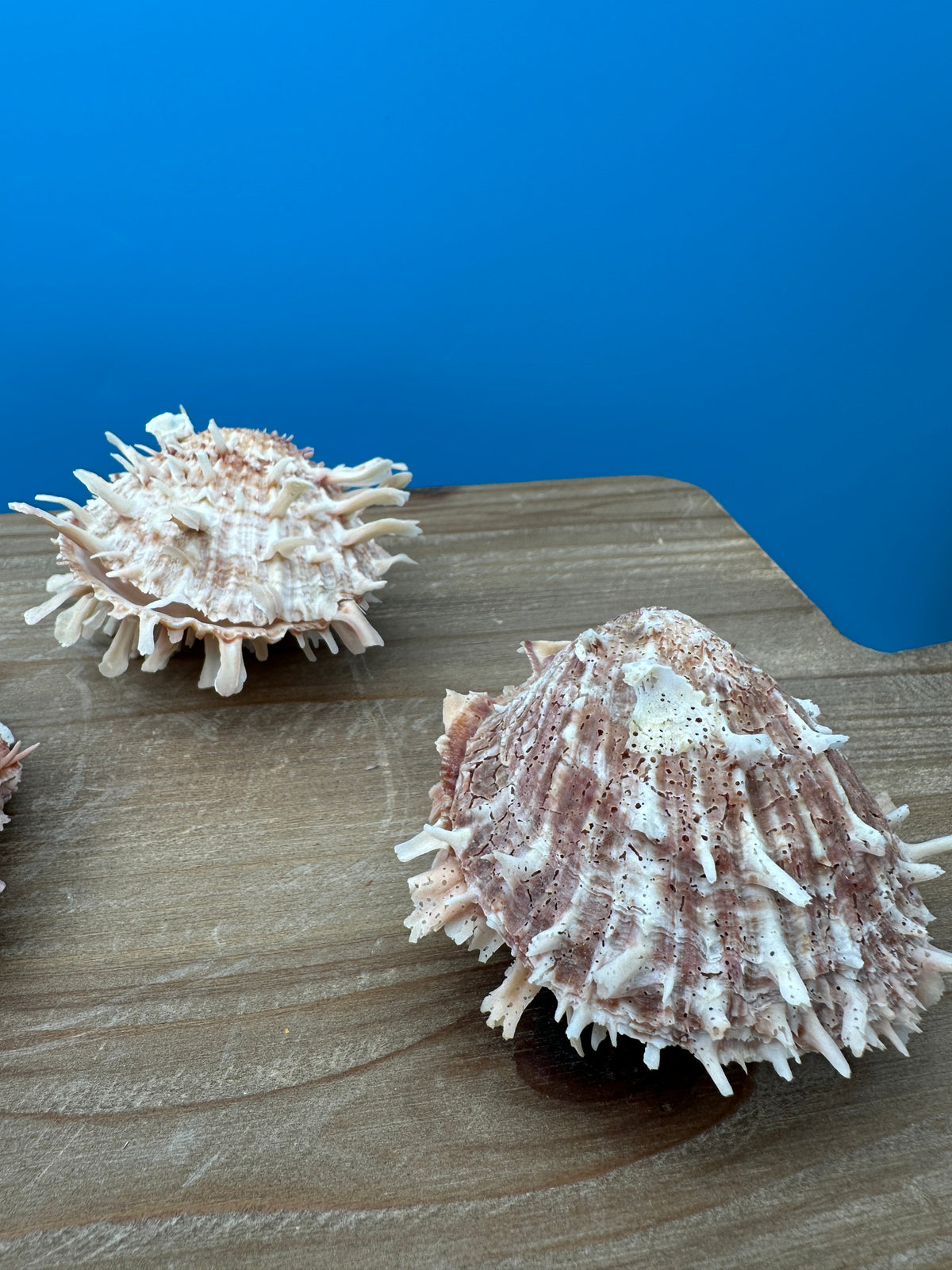 Mystery Pick Spondylus Shells 2-3"