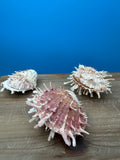 Mystery Pick Spondylus Shells 2-3"