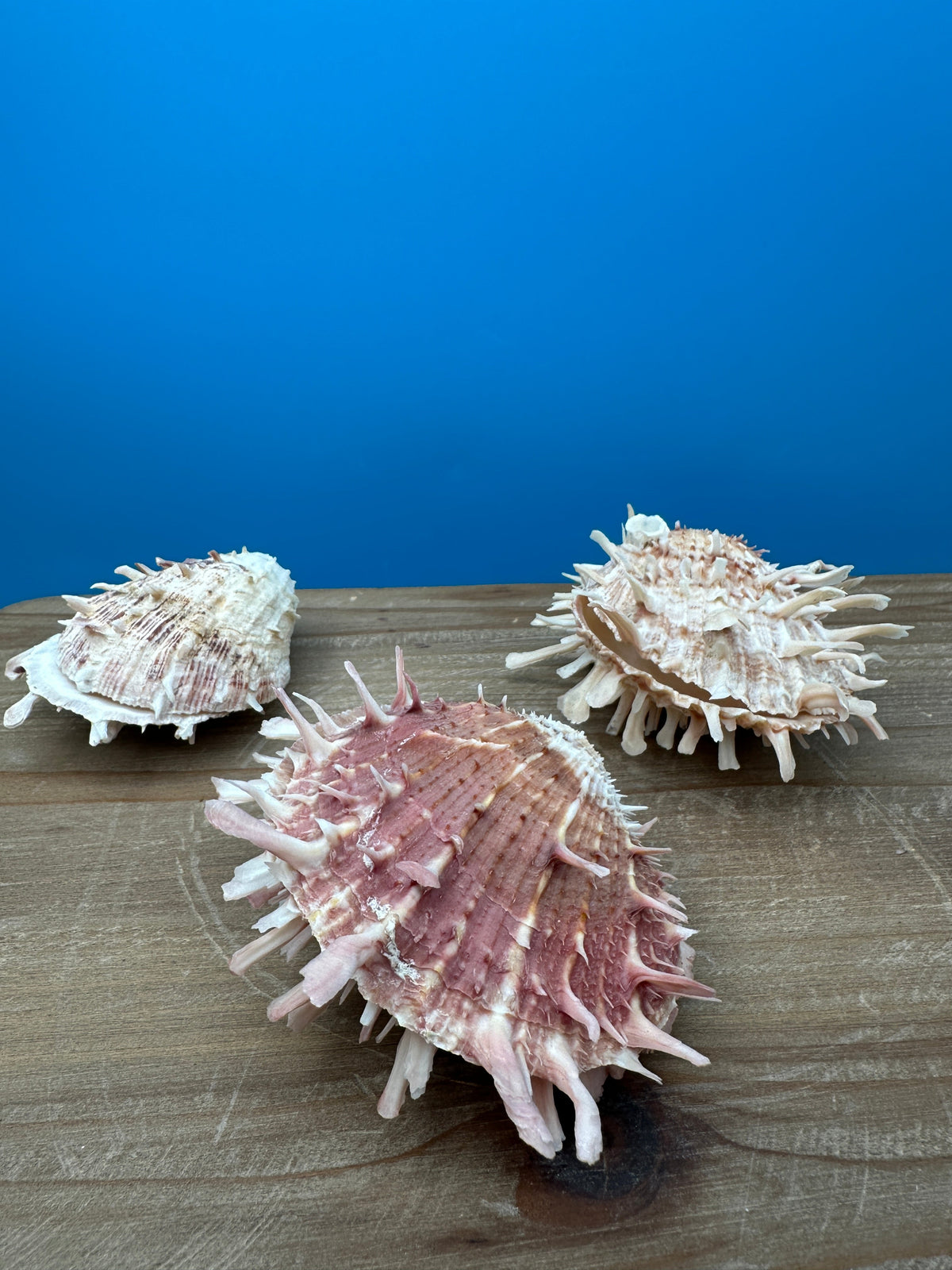 Mystery Pick Spondylus Shells 2-3"