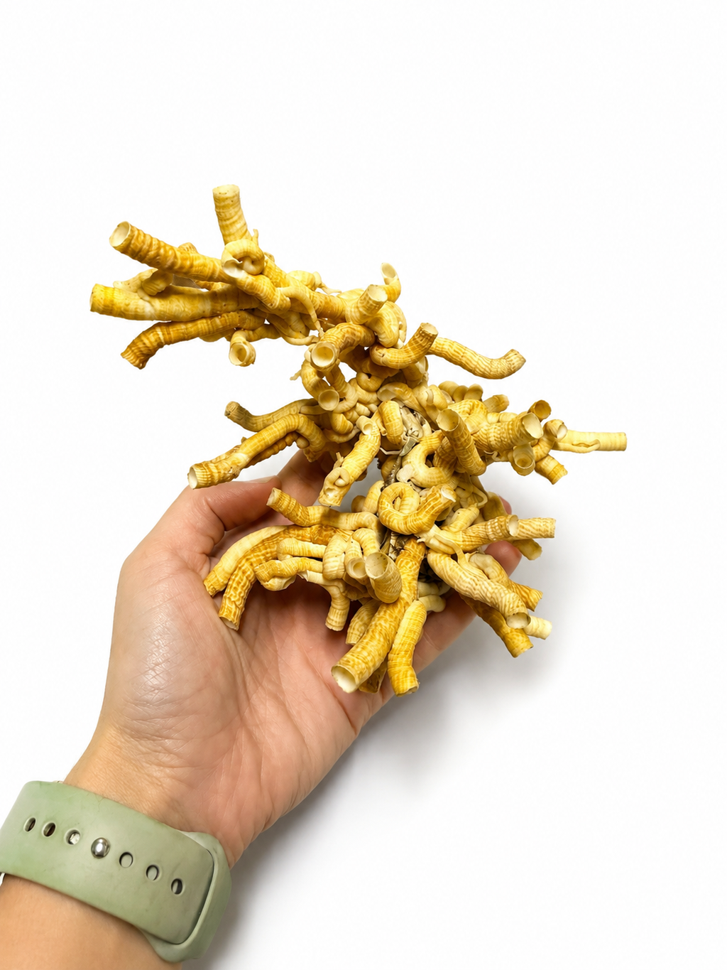 Worm Shell Clusters– Tenagodus anguinus