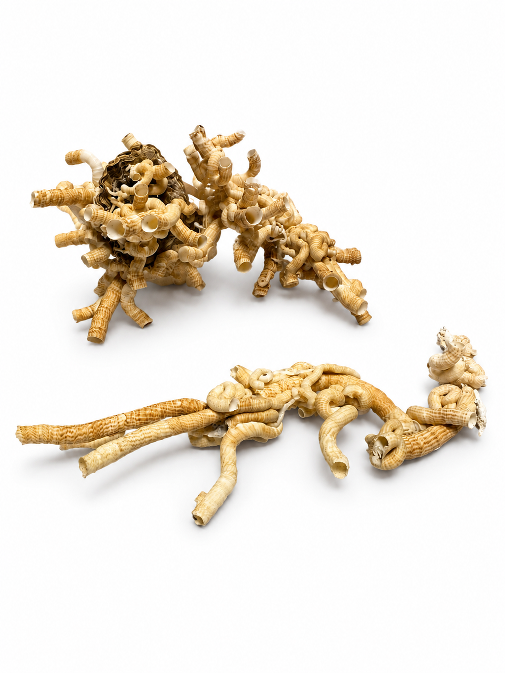 Worm Shell Clusters– Tenagodus anguinus