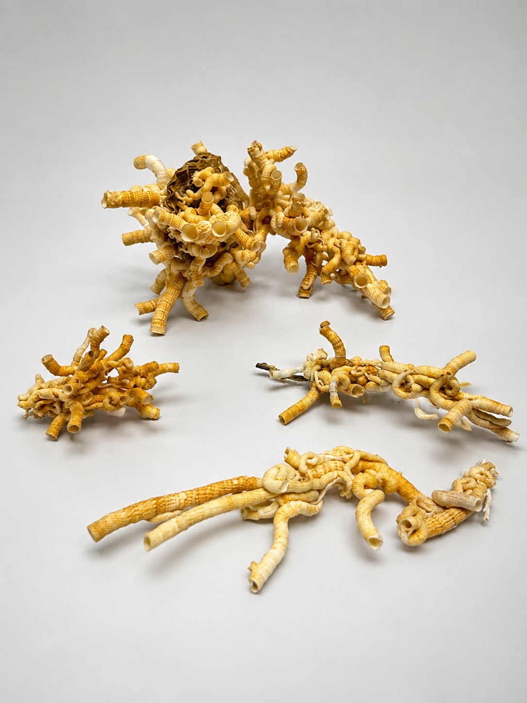 Worm Shell Clusters– Tenagodus anguinus