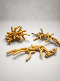 Worm Shell Clusters– Tenagodus anguinus