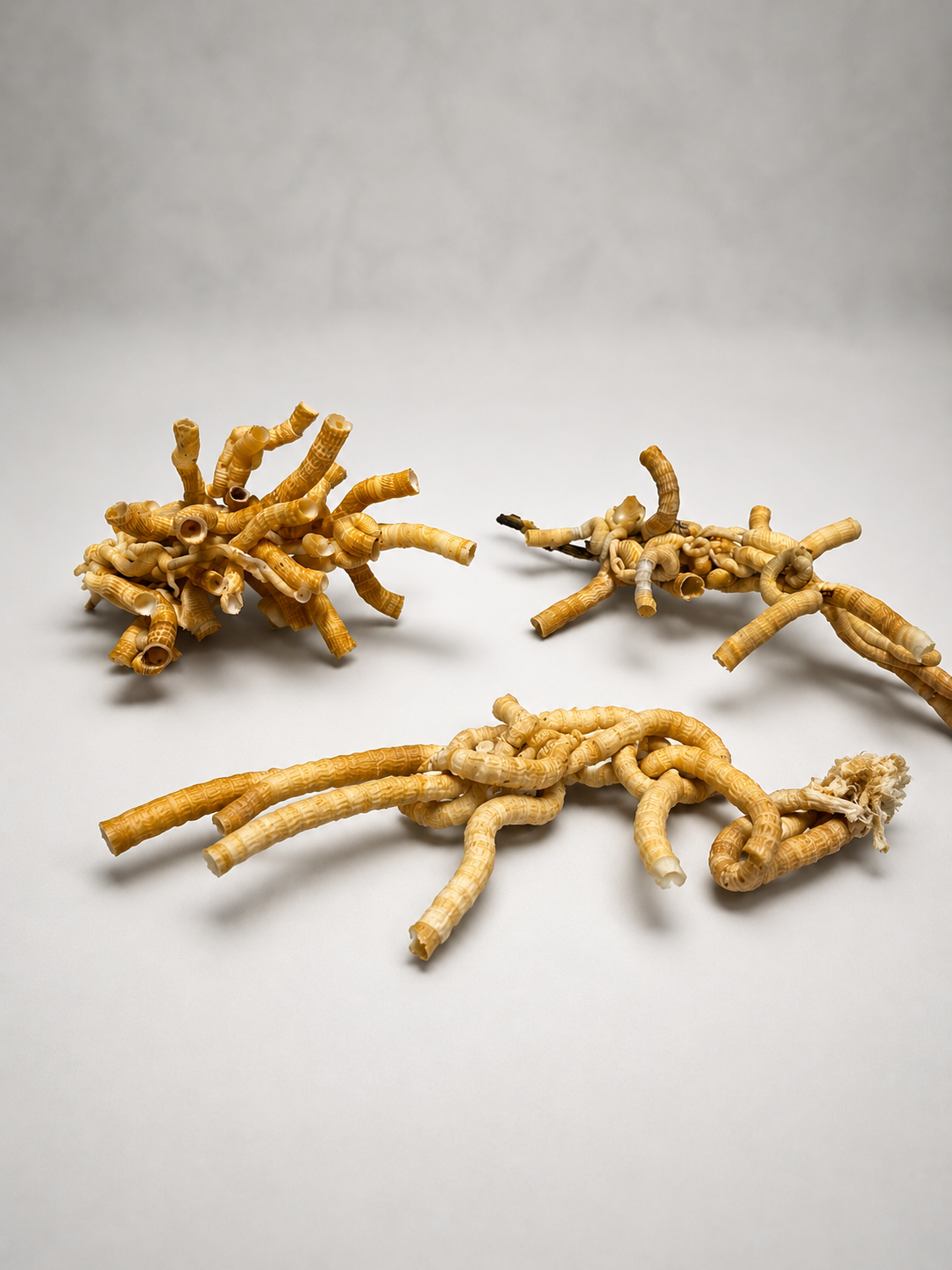 Worm Shell Clusters– Tenagodus anguinus