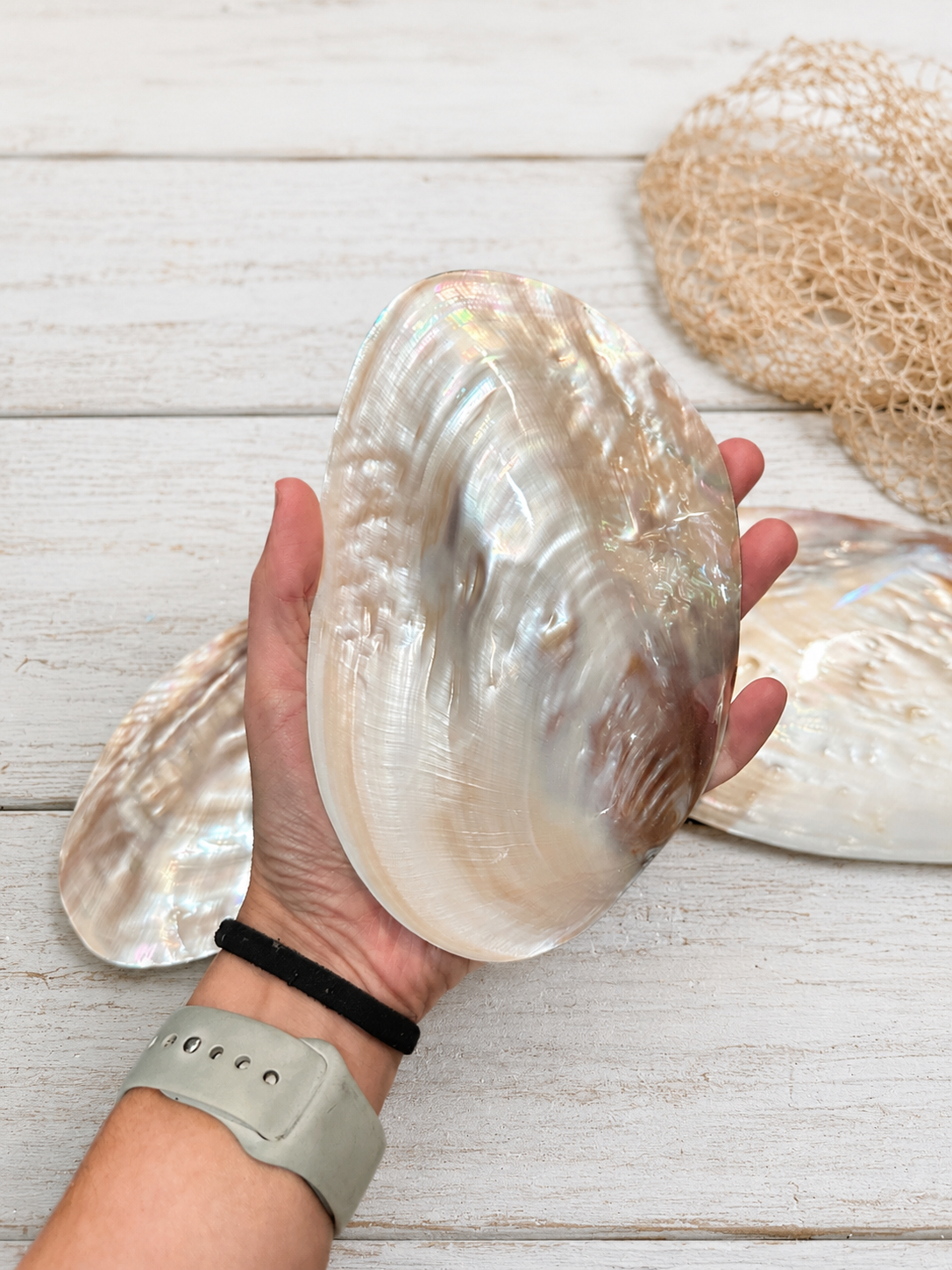 Polished River Clam Shell 6-8"