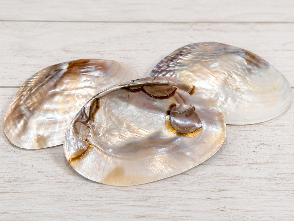 Polished River Clam Shell 6-8"